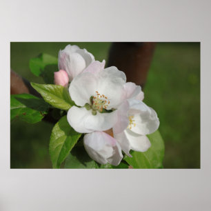 Apple Blommar Skriv ut 2 Poster