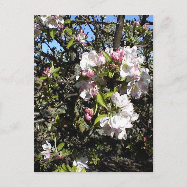 Apple-Blommar Vykort (Framsida)