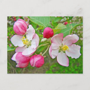 Apple-Blommar Vykort