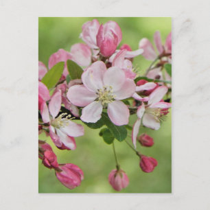 Apple-blommar vykort