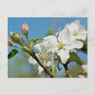 Apple Blommar-vykort Vykort