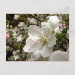 Apple Blommar-vykort Vykort