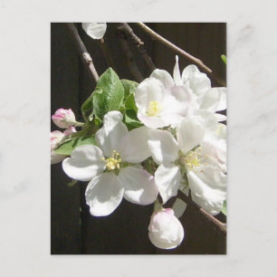 Apple Blommar-vykort Vykort