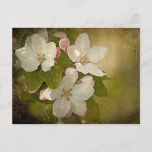 Apple Blommar-vykort Vykort