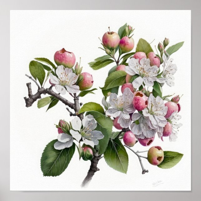 Apple Blommars Flower Art Print Poster (Framsidan)