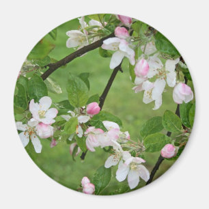 Apple Blommars Magnet