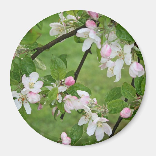 Apple Blommars Magnet (Framsidan)