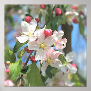 Apple Blommars Rosa White Flowers Poster