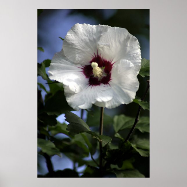 Apple Bloom Poster (Framsidan)