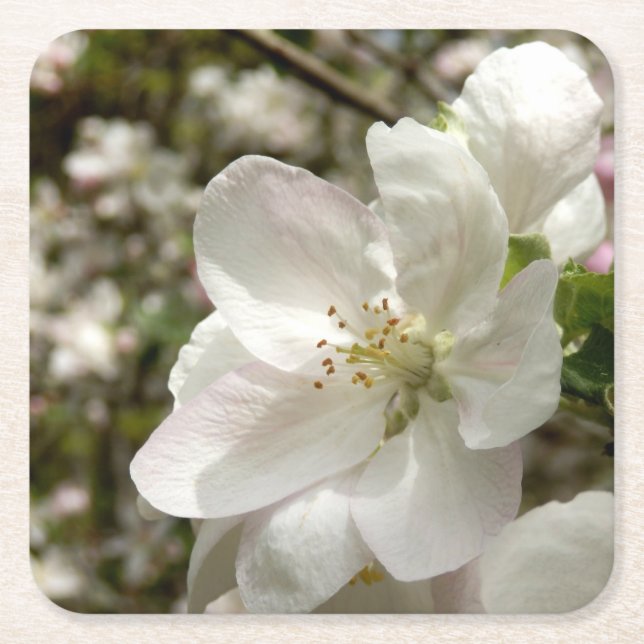 Apple Blossom Coaster Underlägg Papper Kvadrat (Framsidan)