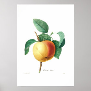 Apple 'Calville blanc Poster