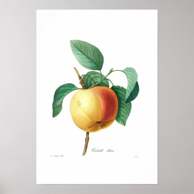 Apple 'Calville blanc' Poster (Framsidan)