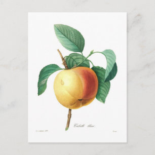 Apple 'Calville blanc' Vykort