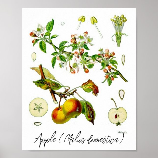 Äpple Frukt Blomma Vintage Botanisk Illustration  Poster (Framsidan)