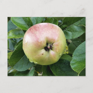 APPLE FRUKT VYKORT