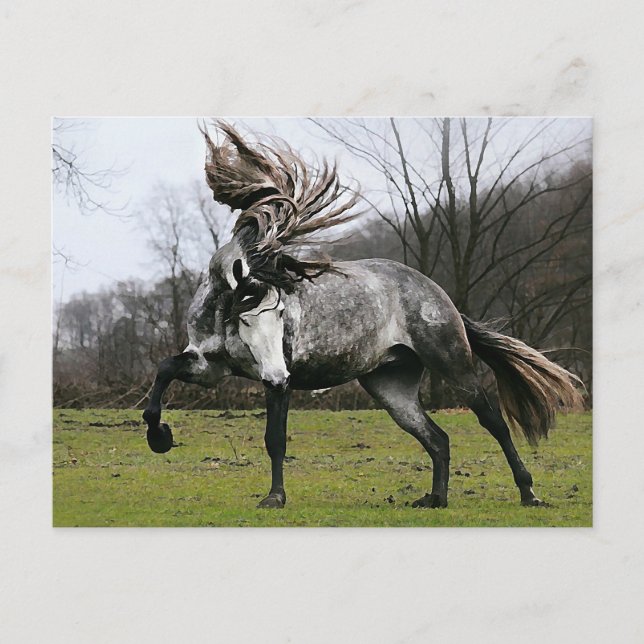 äpple Grått Vykort (Framsida)