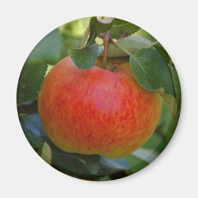 Apple James Grieve magnet (Framsidan)