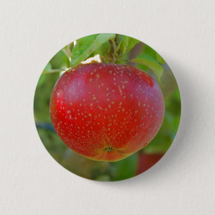 Apple Lobo Knapp