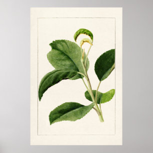 Apple Lövs (Malus Domestica) (1910) av James Mar Poster
