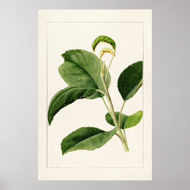 Apple Lövs (Malus Domestica) (1910) av James Mar Poster (Framsidan)
