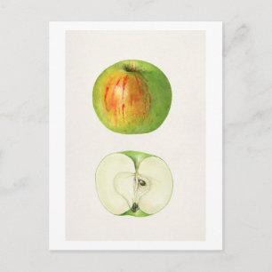 Apple (Malus Domestica) av Mary Daisy Arnold Vykort