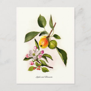 Äpple och Blommar Vykort
