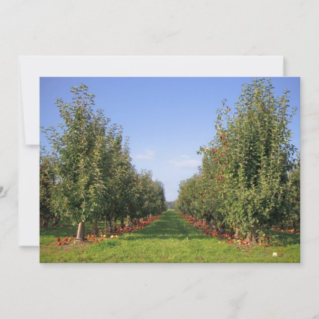 Apple Orchard (Framsida)