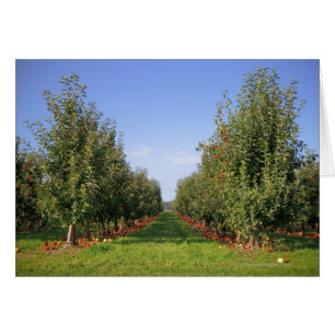 Apple Orchard Hälsningskort