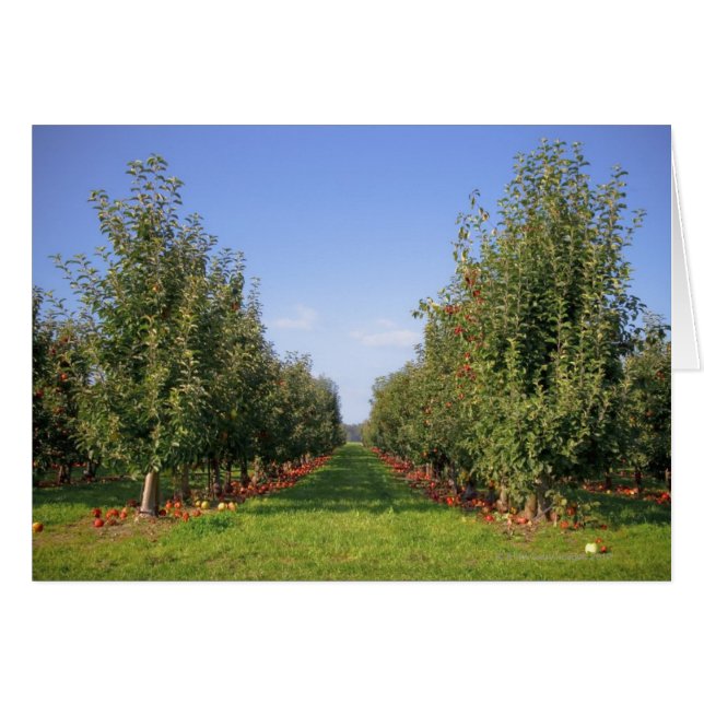 Apple Orchard Hälsningskort (Framsidan Horizontal)