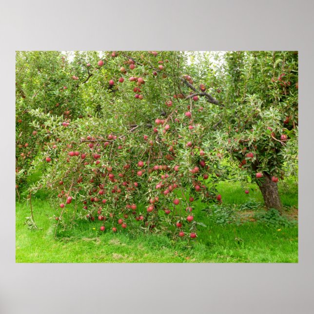 Apple Orchard Poster (Framsidan)