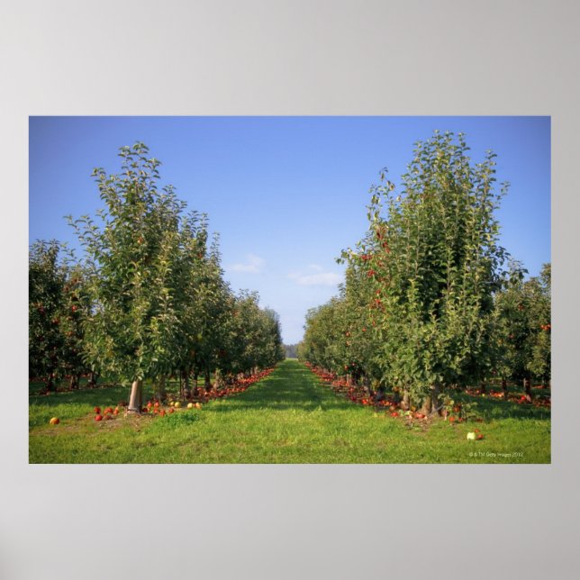 Apple Orchard Poster (Framsidan)