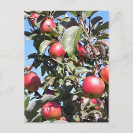Apple Orchard-vykort Vykort