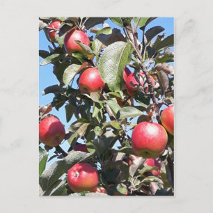 Apple Orchard-vykort Vykort
