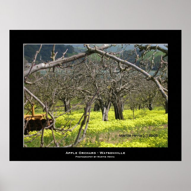"Apple Orchard - Watsonville" Poster (Framsidan)