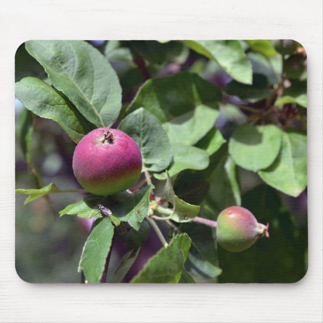 Äpple på musmatta (Framsidan)