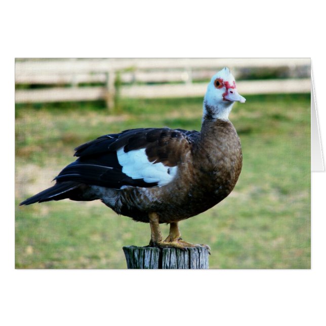 Äpple på stängslet hälsningskort (Framsidan Horizontal)