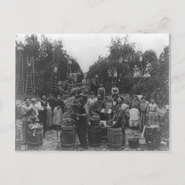 Apple Picking in Berkeley County, Väster Virginia Vykort