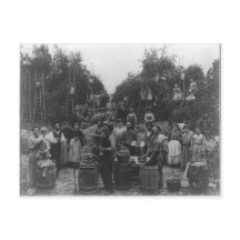 Apple Picking in Berkeley County, Väster Virginia