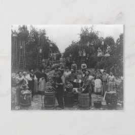 Apple Picking in Berkeley County, Väster Virginia Vykort