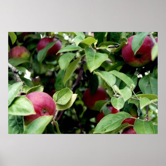 Apple Picking Poster (Framsidan)