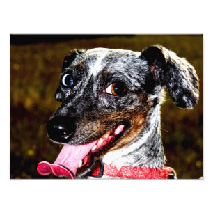 äpple/Piebald Dachshund Fototryck