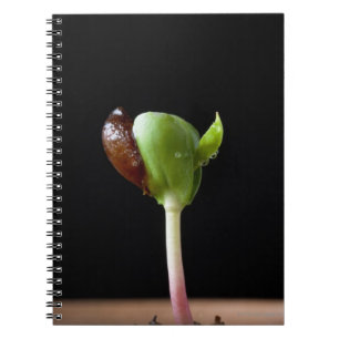 Apple plantor med kärnar ur snäckan anteckningsbok