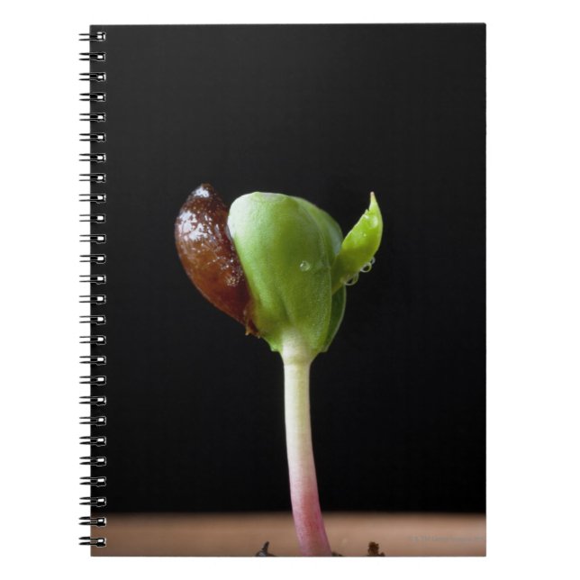 Apple plantor med kärnar ur snäckan anteckningsbok (Framsidan)
