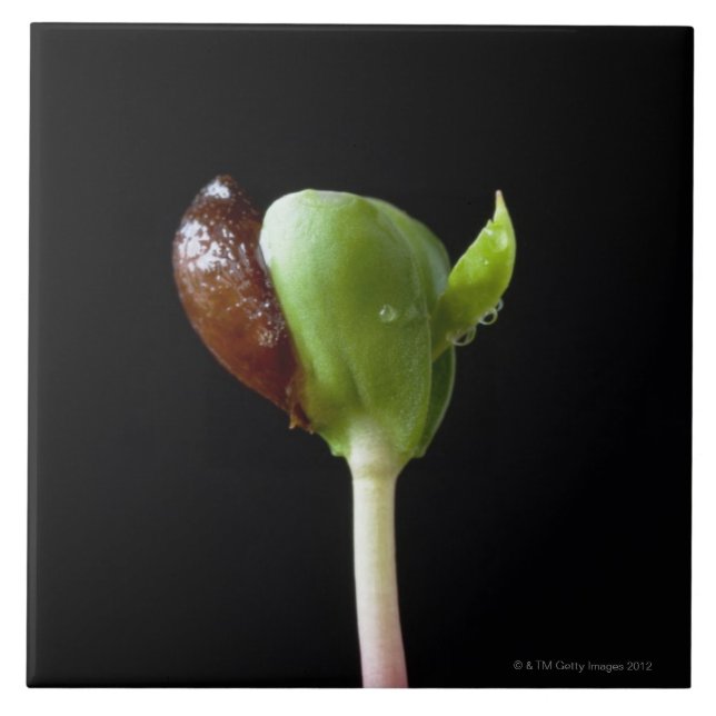 Apple plantor med kärnar ur snäckan kakelplatta (Framsidan)