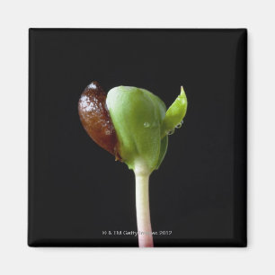 Apple plantor med kärnar ur snäckan magnet