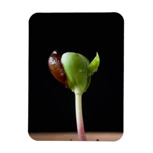 Apple plantor med kärnar ur snäckan magnet