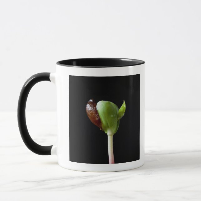 Apple plantor med kärnar ur snäckan mugg (Vänster)