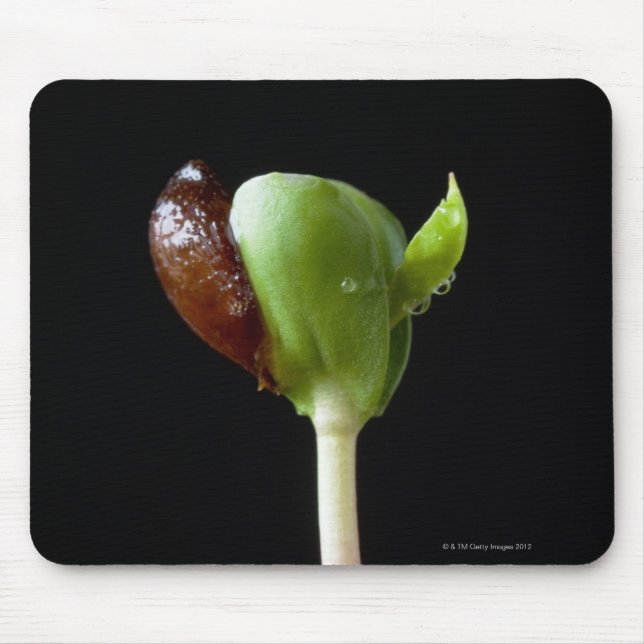 Apple plantor med kärnar ur snäckan musmatta (Framsidan)