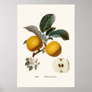 Äpple Poster