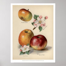 Äpple - Poster Vintage frukt